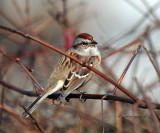 Tree Sparrow IMG_1704.jpg