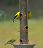 Goldfinches