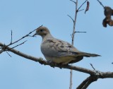 Mourning Dove