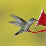 Yard Birds - Mostly Hummingbirds
