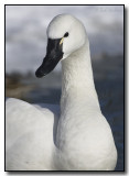 Tundra Swan Posing