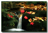 A Little Mountain Stream