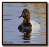 A Canvasback Duck