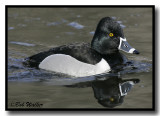 A Ring- neck Duck