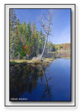Reflections Along The Shores Of A Wetland