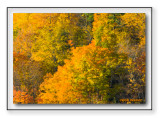 A Flurry Of Natural Colors