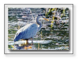 Great Blue Heron With Its Catch