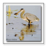 Great Blue Heron Doing What it Does Best For Survival