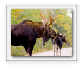 A Courting They Did Go