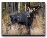 The Cache Lake Area Bull #1