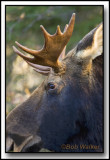 Young Bull With A Unusual Set Of Antlers