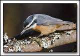 Red-breasted Nuthatch (Sitta canadensis) Out On A Limb