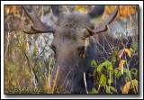 Young Bull Lurking In The Bush