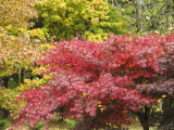 Red Japanese Maple-2