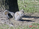 Gray Squirrel on Ground-1