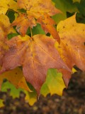 Sugar Maple Leaves-1