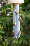 American Goldfinch no color in Fall