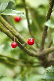 Ripe Red Holly Berry