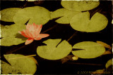 Water Lily #3