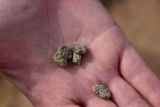 Trinitite