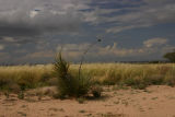 Trinity Site