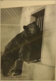 Smokey Bear