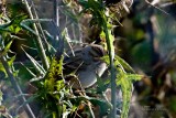 Clay-colored Sparrow