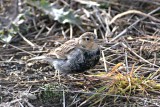 Chestnut-collared Longspur