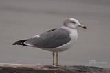 Black-tailed Gull