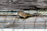 Palm Warbler 11-1- 2009