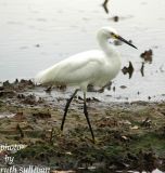 Snowy Egret