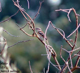 Rose-breasted Grosbeak