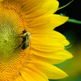 Bee & sunflower