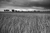 Wheat