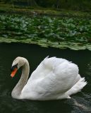 Graceful