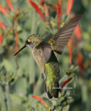 hummer NBG 0147 2 7-16-08.