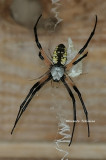 garden spider 0185 2 7-26-08.jpg