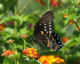 black swallowtail 0064 2 7-26-08.jpg