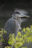 great blue heron 0050 10-23-08.jpg