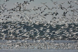 snow geese 0760 11-28-08.jpg