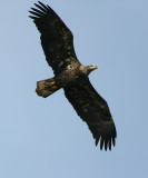 10-31-09 immature eagle 7849.jpg