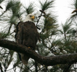 11-1-09 rainy day eagle 7988.jpg