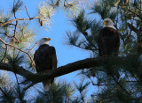 11-6-09 eagle pair 8292.jpg