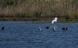 11-8-09 ibis  little blue heron 9021.jpg