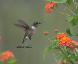 hummingbird 0088 9-16-06.jpg