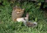 Praying to the Squirrel Gods 0060 9-21-06.jpg