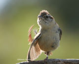 wren with an itch 0130 8-5-06.jpg