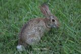 rabbit 0034 9-28-06.jpg