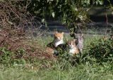 ferrel cats Smithfield 0200 10-14-06.jpg