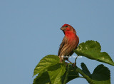 house finch 0021 2. 6-13-08